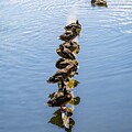 Almost Have My Ducks in a Row