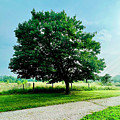 Country Tree