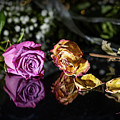 Life and Death