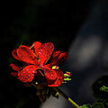 Red Dew Drops