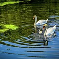 Swan Family